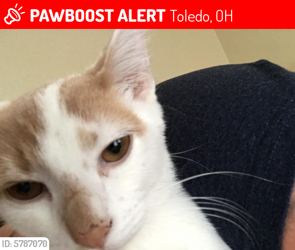 Lost Male Cat in Toledo, OH 43608 Named Simba (ID: 5787070) | PawBoost