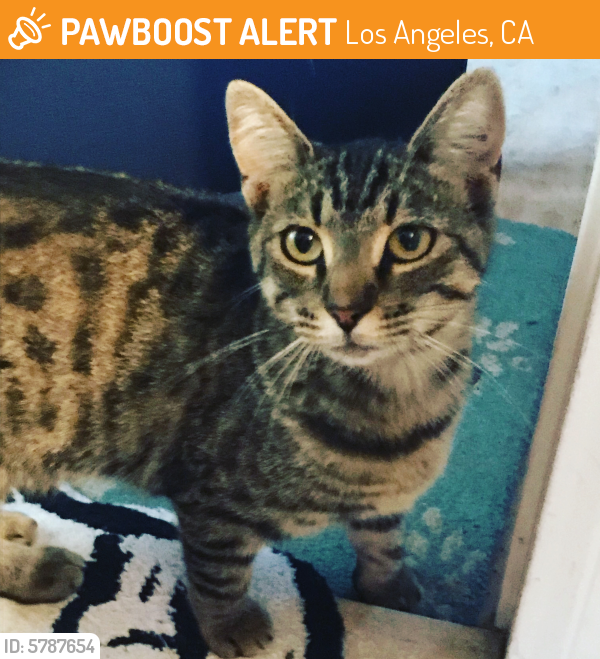 Rehomed Unknown Cat last seen Hoover and 98th, Los Angeles, CA 90044