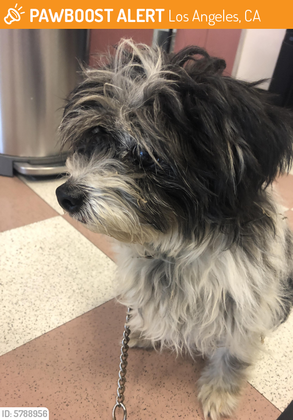Found/Stray Female Dog last seen Travel Town, Griffith Park, Los Angeles, CA 90027
