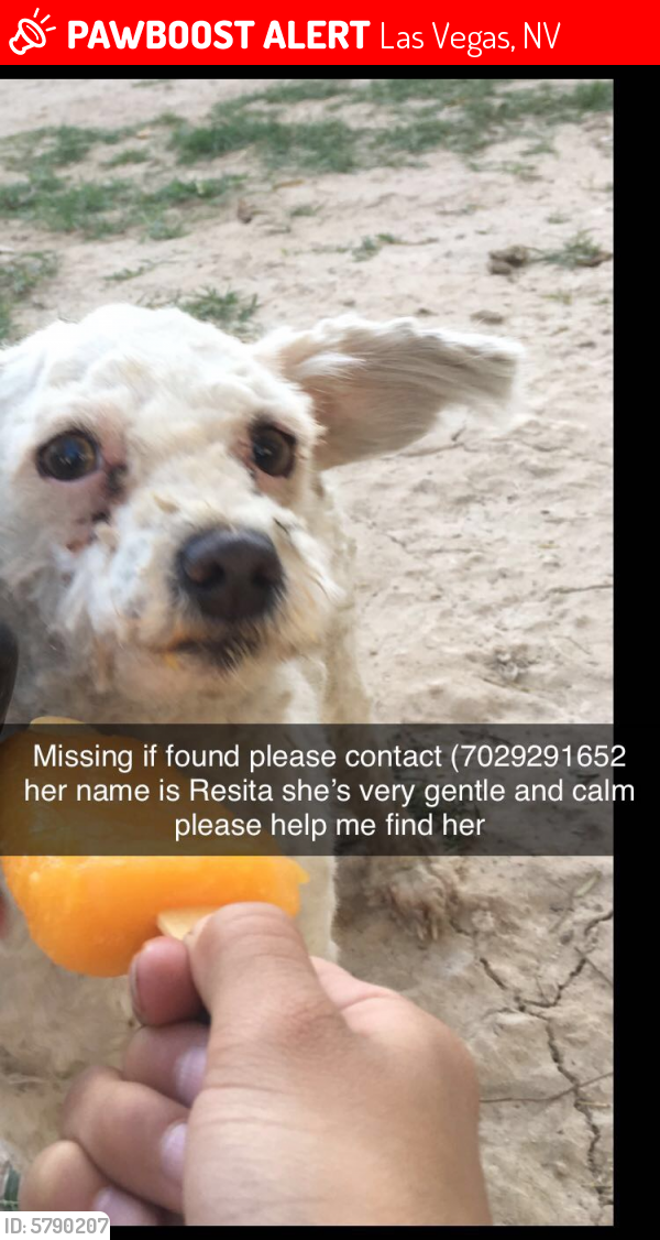 Lost Female Dog in Las Vegas, NV 89101 Named Resita (ID: 5790207