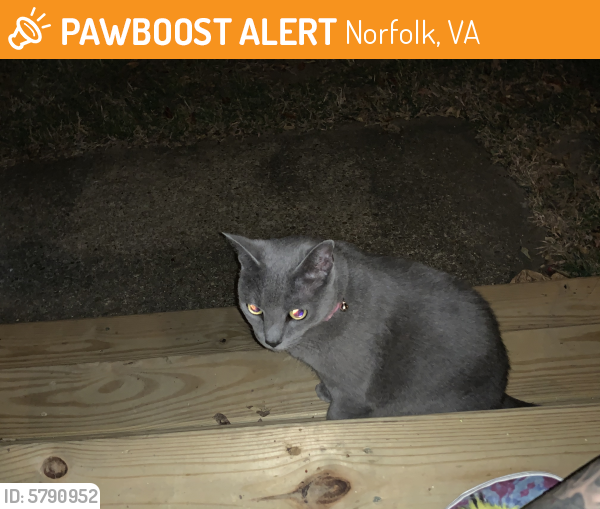 Found/Stray Male Cat last seen D view Ave, Norfolk VA 23503, Norfolk, VA 23503