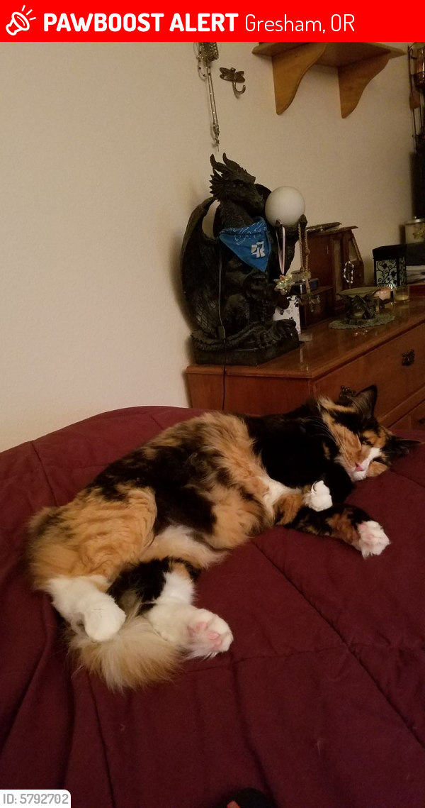 Lost Female Cat last seen Sw Angeline, Gresham, OR 97080