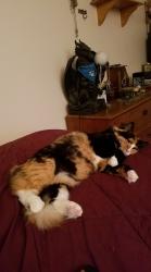 Lost Female Cat last seen Sw Angeline, Gresham, OR 97080