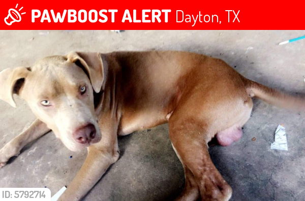 Lost Male Dog last seen FM 1409 Dayton Texas 77535, Dayton, TX 77535