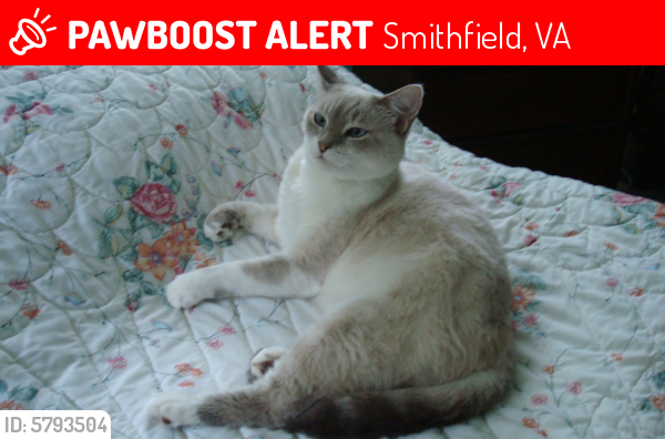 Lost Female Cat last seen lane crescent, Smithfield, VA 23430