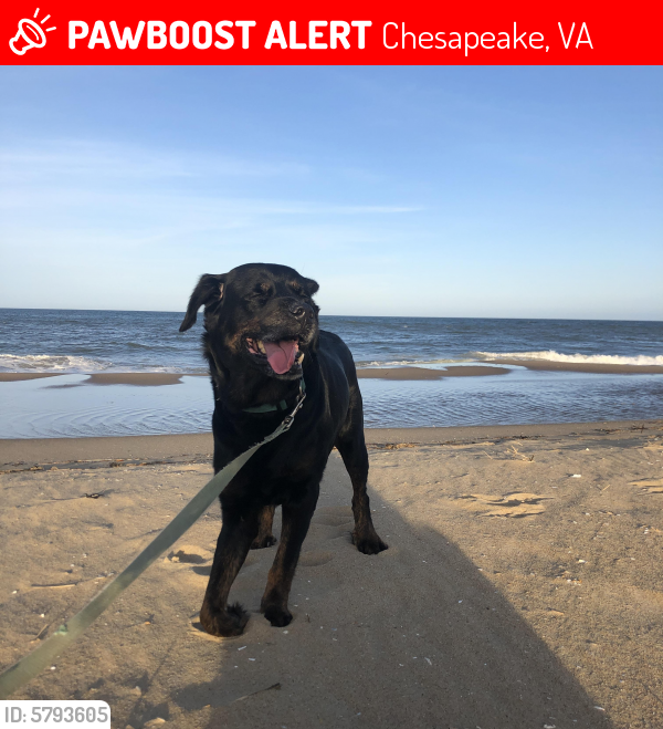 Lost Male Dog last seen Military highway , Chesapeake, VA 23320