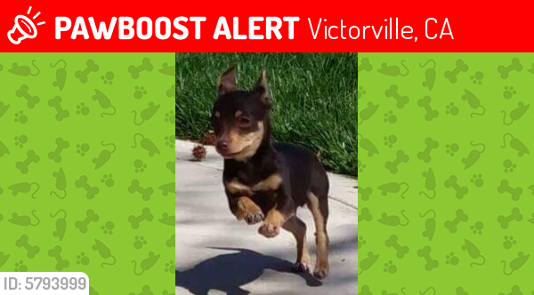 Lost Male Dog last seen Redrock dr, Victorville, CA 92392