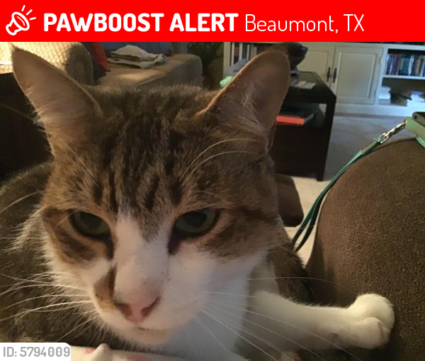 Lost Male Cat last seen Toliver,lots of houses off of Toliver, Hwy 105 Bmt., Beaumont, TX 77713