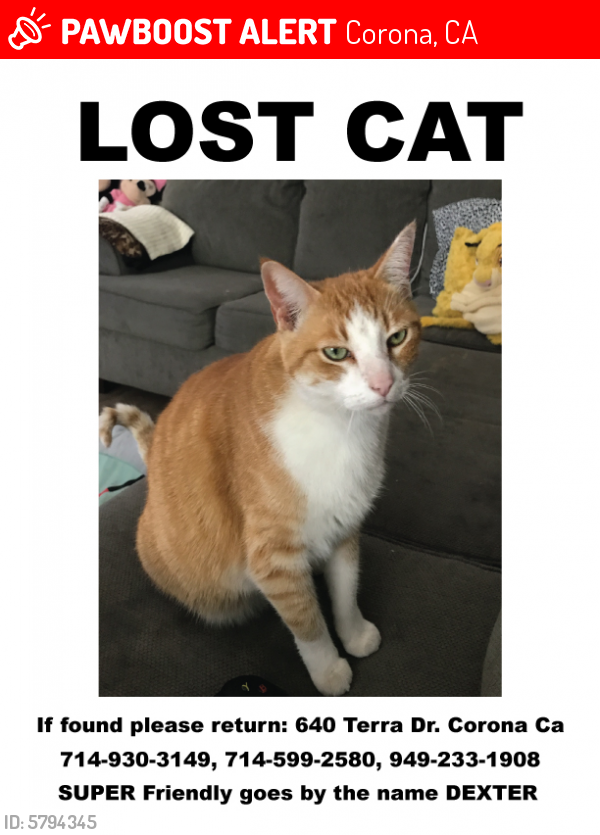 BIG LEX on X: Help me find my cat Dior ! Lost in Cranston area 😩 please  lmk if you see him, number and address on collar! Good boy doesn't bite!  🙏🏽