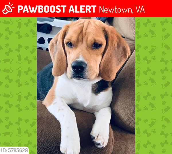 Lost Male Dog last seen Right beside Old Camp Easter Seal, about a mile away from intersection of Sparta Rd & Byrd’s Mill Rd in Caroline County , Newtown, VA 