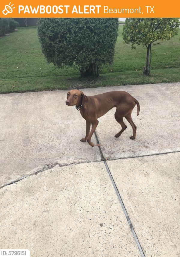 Found/Stray Male Dog last seen W Circuit , Beaumont, TX 77706