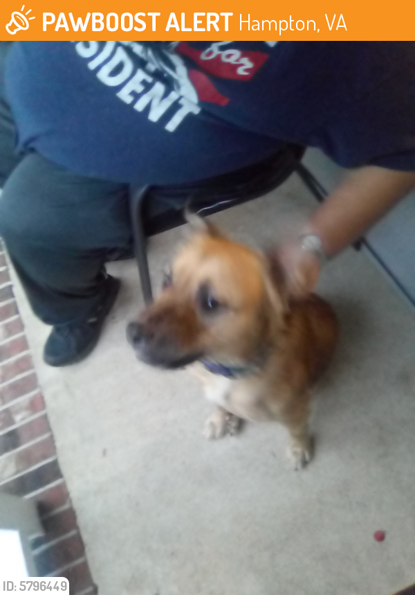 Found/Stray Female Dog last seen Soho st londonshire , Hampton, VA 23666