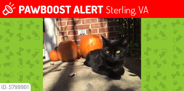 Lost Female Cat last seen Grammercy Terrace , Sterling, VA 20166
