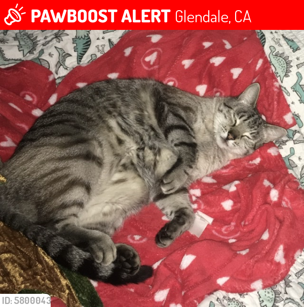 Lost Male Cat last seen Colina & Hiawatha, Glendale, CA 91208