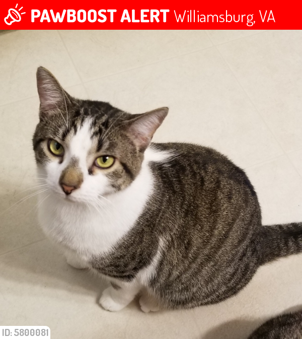 Lost Male Cat last seen Scotts Pond Drive, Old Towne Rd, Williamsburg, VA 23188