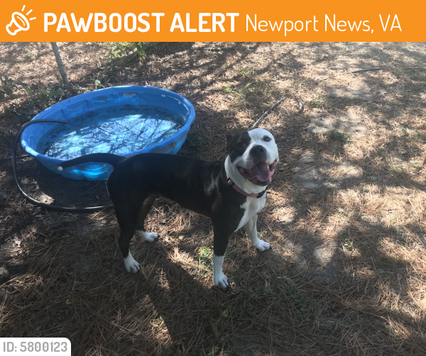 Found/Stray Female Dog last seen Game’s Farmers Market, Newport News, VA 23601
