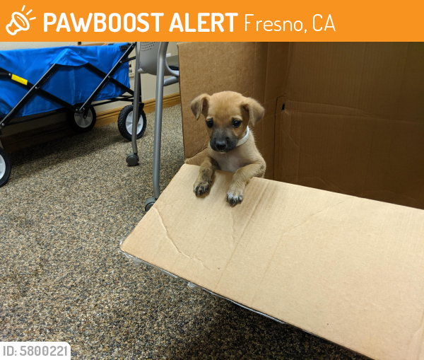 Found/Stray Male Dog in Fresno, CA 93727 (ID 5800221) PawBoost