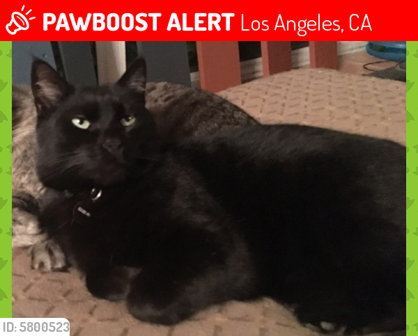 Lost Male Cat last seen Clarkson, Brookhaven, Federal, Ceilhunt, Los Angeles, CA 90064