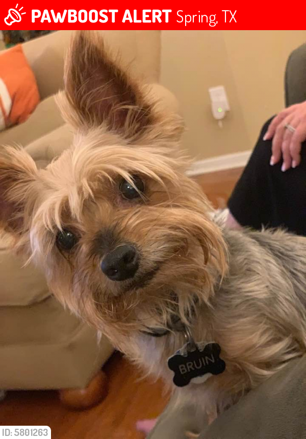 Lost Male Dog last seen Booker, Spring, TX 77373