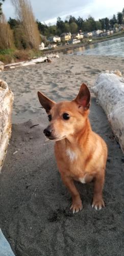 Lost Male Dog last seen On 113th St S between Park and Yakima in Parkland , Parkland, WA 98444