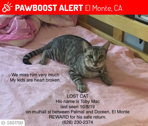 Lost Male Cat last seen Mulhall st and palmal , El Monte, CA 91731