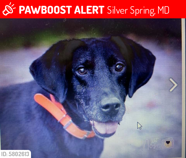 Lost Male Dog last seen Blue Valley Drive, Silver Spring, Silver Spring, MD 20904