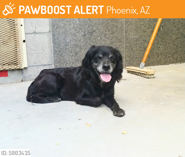 Rehomed Female Dog last seen 48th at and Baseline, Phoenix, AZ 85042