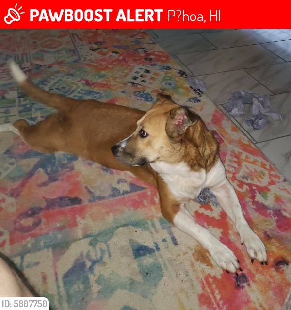 Lost Female Dog last seen Kawakawa St.and Kahakai in Hawaii Beaches, P?hoa, HI 96778