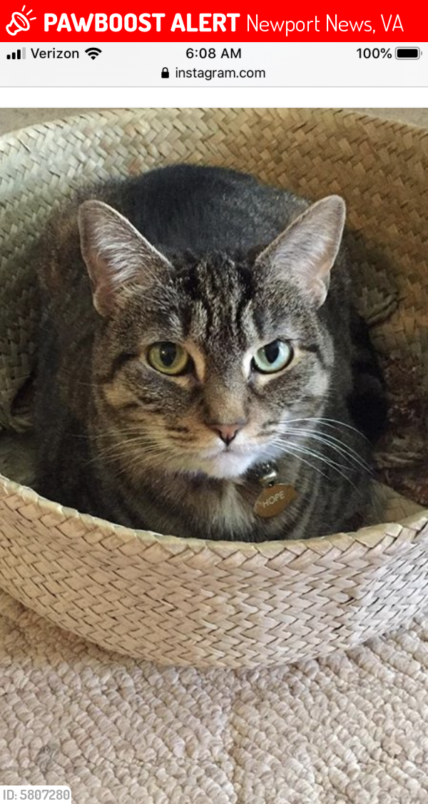 Lost Female Cat last seen Bonita and Gate St., Newport News, VA 23602