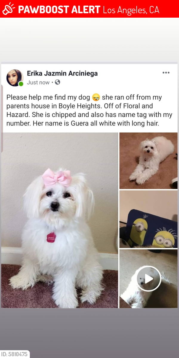 Lost Female Dog last seen Floral and Hazard, Los Angeles, CA 90063