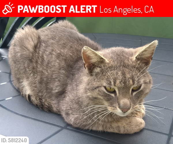 Lost Male Cat last seen Manchester and Figueroa, Los Angeles, CA 90044