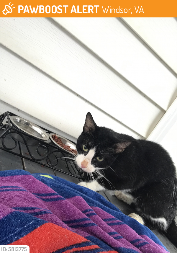 Found/Stray Male Cat last seen Tarr  road Windsor VA, Windsor, VA 23487