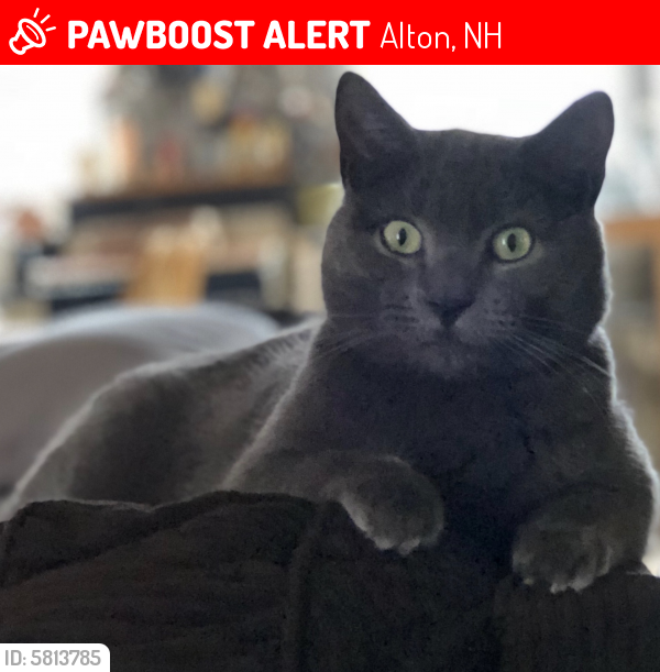 Lost Male Cat last seen Intersection of Pine, School  & Church  Streets. Adjacent to K-8 School. , Alton, NH 03809