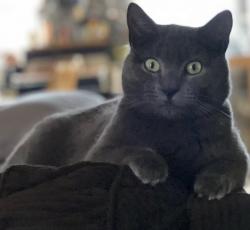 Lost Male Cat last seen Intersection of Pine, School  & Church  Streets. Adjacent to K-8 School. , Alton, NH 03809