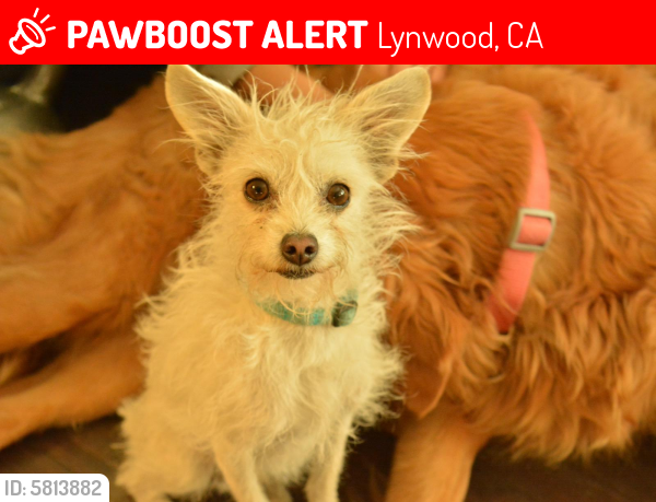Lost Male Dog last seen St. Francis Medical Center, Beechwood Ave, Lynwood, CA, Lynwood, CA 90262