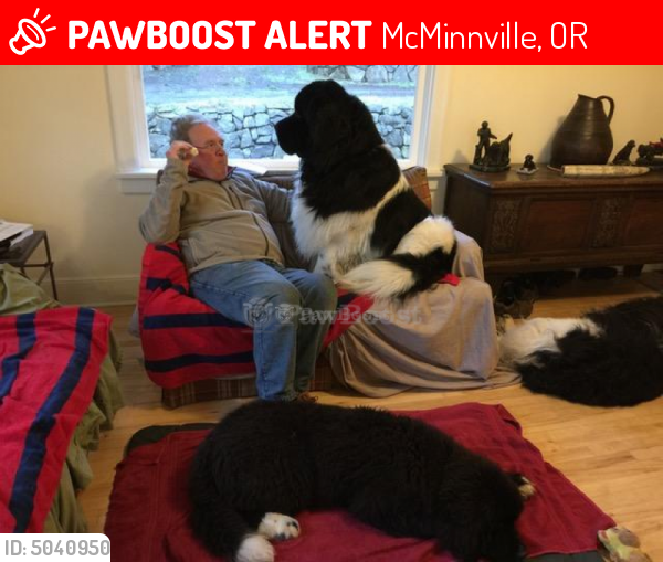 Lost Male Dog last seen , Scappoose, OR 97056