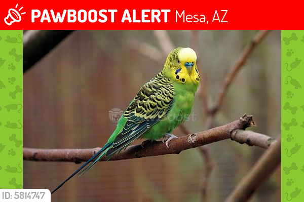 Deceased Male Bird last seen Greenfield and Adobe, Mesa, AZ 85205