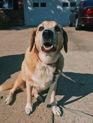 Reunited Male Dog last seen Berthbrook Dr and Pinedale Dr, Cincinnati, OH 45231