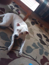 Lost Female Dog last seen Covington, Covington, KY 41011