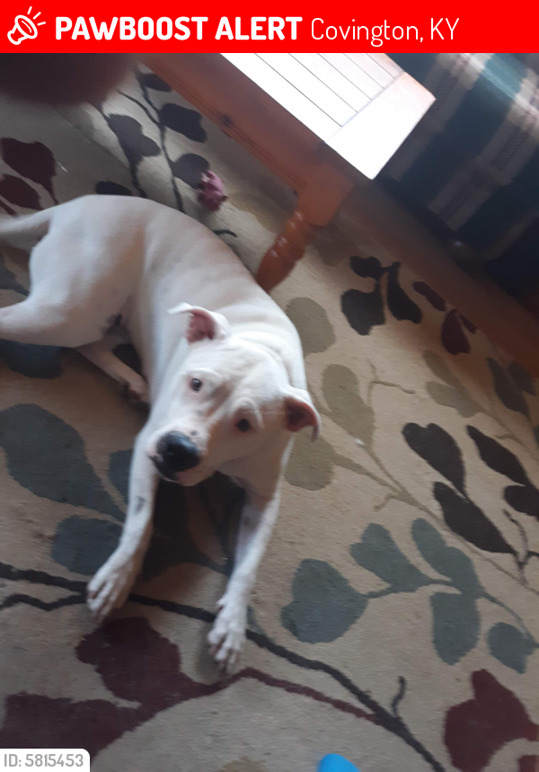 Lost Female Dog last seen Covington, Covington, KY 41011
