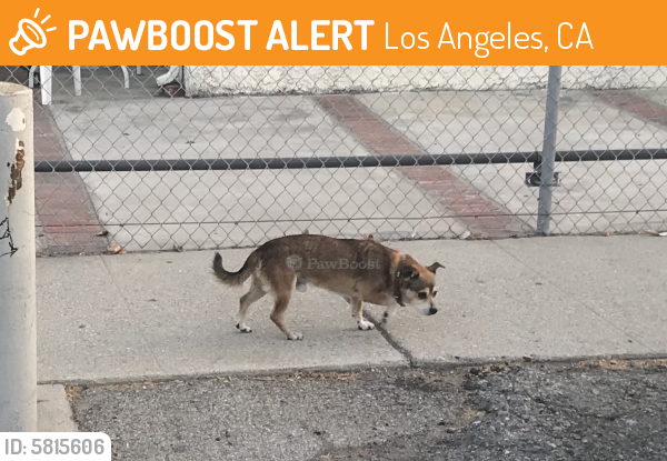 Found/Stray Male Dog last seen Farnsworth Ave 90032, Los Angeles, CA 90032