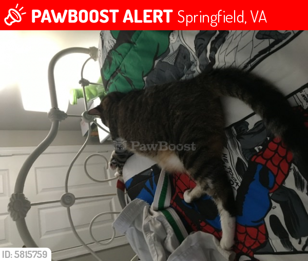 Lost Male Cat last seen Near golden sunset lane, Springfield, VA 22153