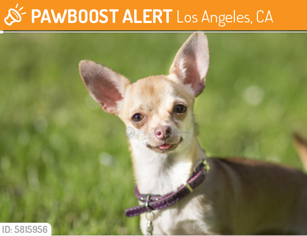 Surrendered Male Dog last seen Chase/Schoenborn , Los Angeles, CA 91343