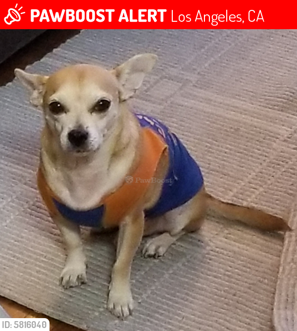 Lost Male Dog last seen Gower St & Hollywood Blvd , Los Angeles, CA 90028