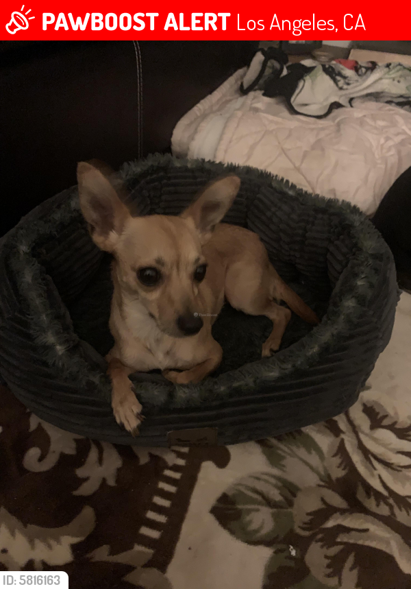 Lost Female Dog last seen West Blvd and 30th street , Los Angeles, CA 90016