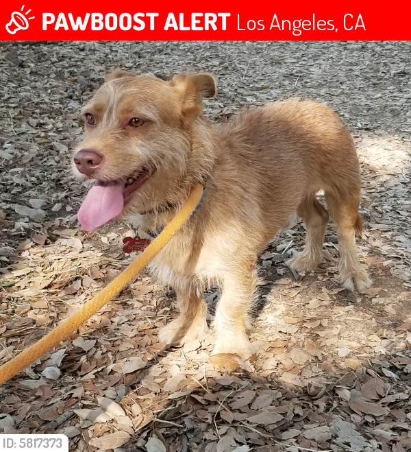 Lost Male Dog last seen Benner St between Ave 60 and Via Marisol , Los Angeles, CA 90042