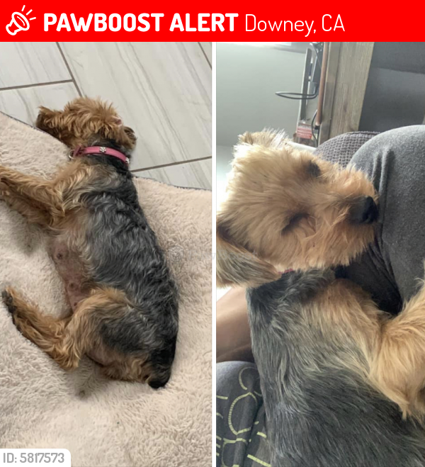 Lost Female Dog last seen South Downey, Downey, CA 90241