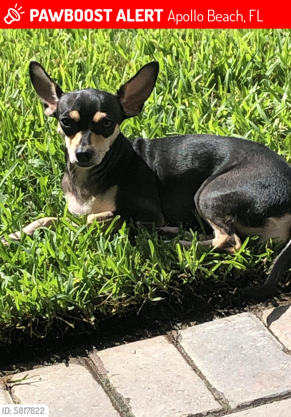 Lost Female Dog in Apollo Beach, FL 33572 Named Lulu (ID 5817822