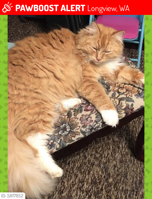 Lost Male Cat last seen Sunset Way, Pacific, Way, Indian Creek, Longview, WA 98632