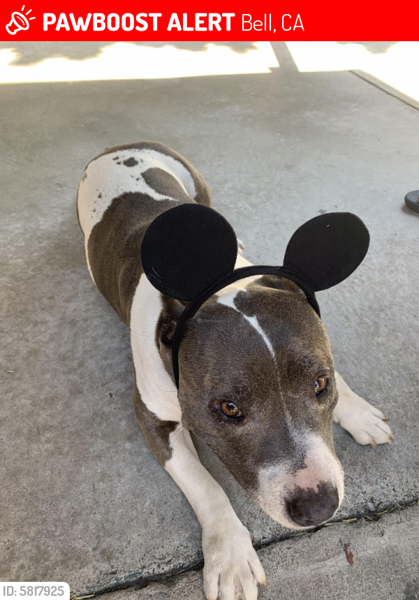 Lost Female Dog last seen Gage Ave , Bell, CA 90201